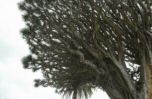 Original Drachen Dracaena Baum wachsend auf das Spanisch Kanarienvogel Insel Tenerife im ein natürlich Lebensraum foto