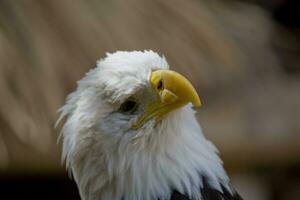 ein Porträt von ein Vogel von Beute amerikanisch Adler auf ein neutral Beige Hintergrund foto
