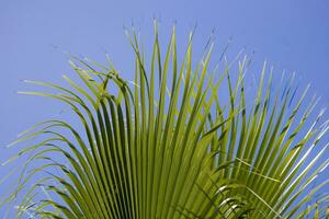 friedlich idyllisch Hintergrund mit Blau Himmel und Grün Palme Blätter foto
