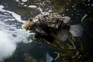 gefährlich Fisch Feuerfisch im ein Salzwasser Aquarium im Nahansicht foto