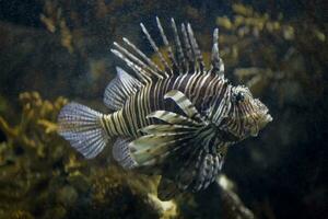 gefährlich Fisch Feuerfisch im ein Salzwasser Aquarium im Nahansicht foto