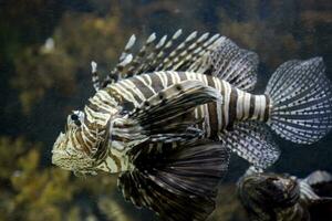 gefährlich Fisch Feuerfisch im ein Salzwasser Aquarium im Nahansicht foto