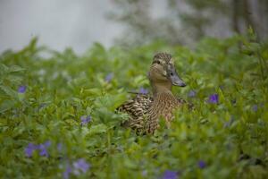 Ente Vogel Kopf Porträt unter jung Frühling Pflanzen foto