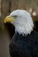 ein Porträt von ein Vogel von Beute amerikanisch Adler auf ein neutral Beige Hintergrund foto