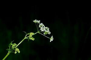 wenig Sommer- Weiß Blumen Wildblumen auf schwarz Hintergrund foto