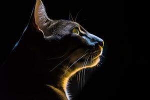 ein Katze im das dunkel mit es ist Augen breit öffnen generativ ai foto