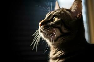 ein Katze ist suchen oben beim das Himmel im das dunkel generativ ai foto