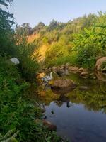 toulouse Gänse wandern durch ein Senke foto