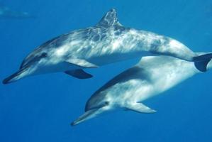 Delfine schwimmen knapp unter der Oberfläche foto