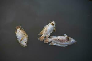 Fisch infiziert sterben im das Fluss foto