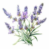 Lavendel Blume Illustration auf Weiß Hintergrund foto