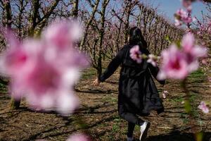 Frau Gehen durch Felder von blühen Pfirsich Bäume im Frühling. foto