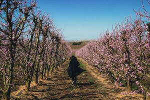 Frau Gehen durch Felder von blühen Pfirsich Bäume im Frühling. foto