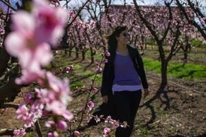 Frau Gehen durch Felder von blühen Pfirsich Bäume im Frühling. foto