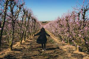 Frau Gehen durch Felder von blühen Pfirsich Bäume im Frühling. foto