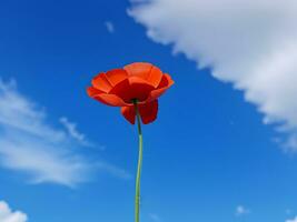 Mohn gegen Blau Himmel, ai generiert foto