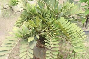 Zamia Furfuracea Baum Pflanze auf Bauernhof foto