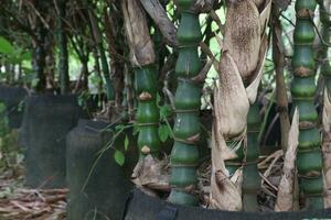 Bambus ventricosa ebenfalls namens Bauch Bambus auf Bauernhof foto