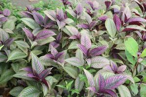 Strobilanthes Dyrianus Mast Baum auf Bauernhof foto