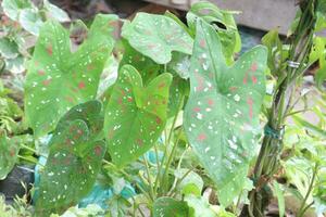 Caladium zweifarbig auf Bauernhof zum verkaufen foto