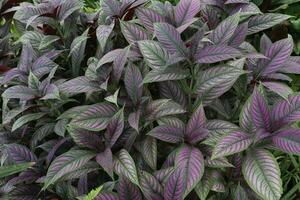 Strobilanthes Dyrianus Mast Baum auf Bauernhof foto