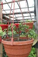 portulacaria afra Pflanze auf hängend Topf foto