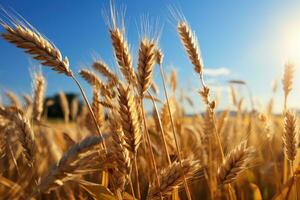 Feld von Weizen, mit reif Ohren schwankend im das Sommer- Wind. foto