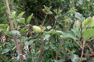 europäisch Birne Obst Pflanze auf Bauernhof foto