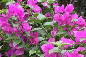 Bougainvillea spectabilis Blume Pflanze auf Kindergarten foto