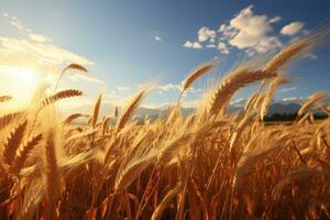 Feld von Weizen, mit reif Ohren schwankend im das Sommer- Wind. foto