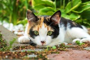 süß jung dreifarbig streunend Katze Lügen. foto