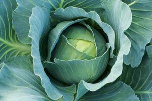 Nahansicht von ein Kopf von Kohl im das Garten. foto