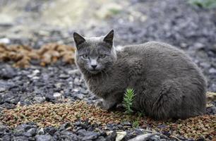 graue Katze auf der Straße foto