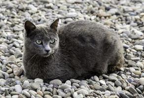 graue Katze auf der Straße foto