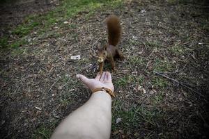 ein Eichhörnchen füttern