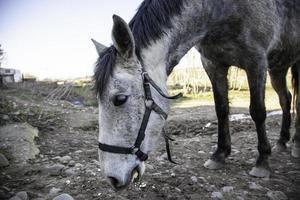 Pferd im Stall foto