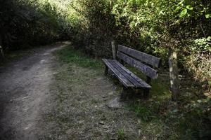 Holzbank im Wald foto