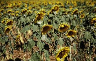 Sonnenblumenfeld in der Natur foto