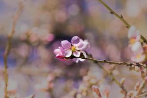 rosa Blume mit verschwommenem Hintergrund foto