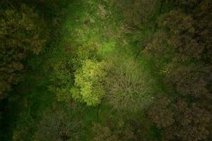 Antenne Aussicht von Frühling Grün Wald, Natur Hintergrund foto