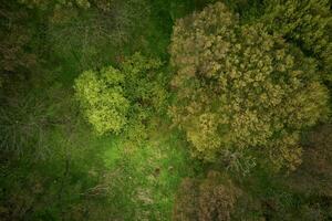 Antenne Aussicht von Frühling Grün Wald, Natur Hintergrund foto