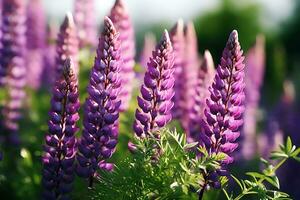 Lupine blüht lila Blume im Sommer- foto