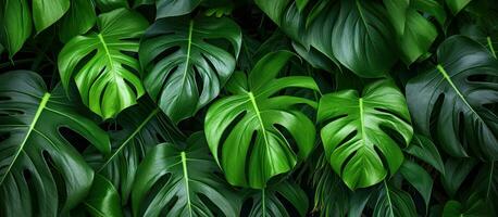schließen oben Foto von Grün Monstera adansonii Blätter bekannt wie daun Janda bolong im ein indonesisch Zuhause Garten