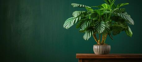 Thaumatophyllum bipinnatifidum ist ein Beliebt Zimmerpflanze mit geteilt Laub foto