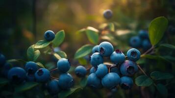 realistisch Blaubeeren auf Gebüsch im ein schön Wald, warm Licht. generativ ai foto