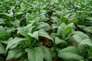 Tabak Pflanzen wachsend im das Felder, Landwirtschaft von Tabak Industrie. foto