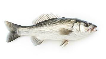 ein frisch Meer Bass Fisch isoliert auf Weiß Hintergrund. Meer Bass Fisch. generativ ai foto