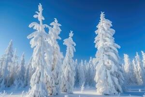 schneebedeckt Bäume im ein Winter Wald foto