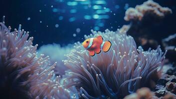 Clown Anemonenfisch im Meer Anemone, unter Wasser foto