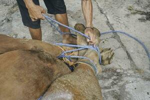 das Fest von Opfern oder Qurban. das Schlachter ist vorbereiten das Kuh Vor das schlachten während eid al-adha. foto